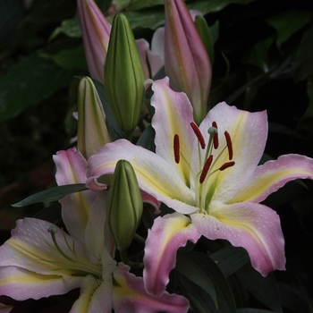 Lilium '' (033272)