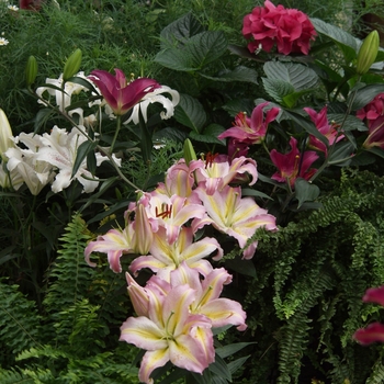 Lilium '' (033273)