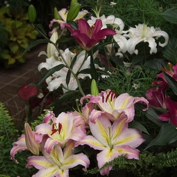 Lilium '' (033275)