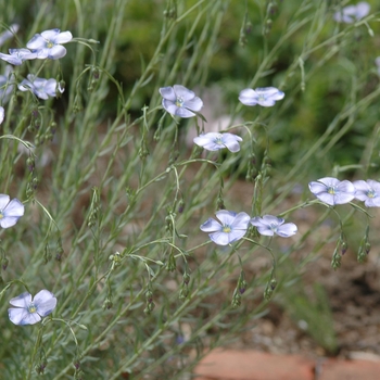 Linum perenne '' (033285)