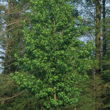 Liquidambar styraciflua '' (033286)