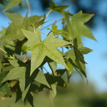 Liquidambar styraciflua 'Cherokee™' (033289)