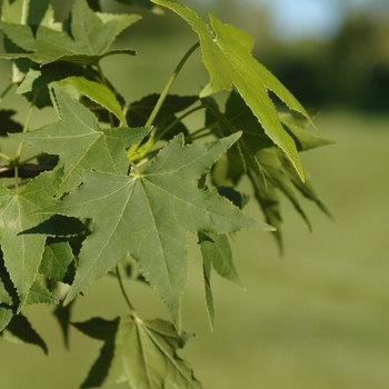 Liquidambar styraciflua 'Cherokee™' (033290)