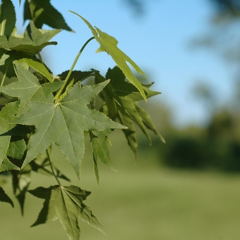 Liquidambar styraciflua 'Cherokee™' (033291)