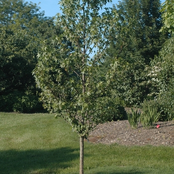 Liquidambar styraciflua 'Cherokee™' (033293)