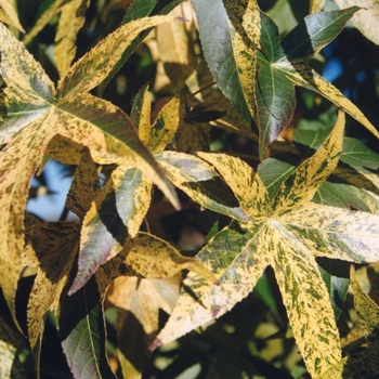 Liquidambar styraciflua 'Gold Dust' (033295)