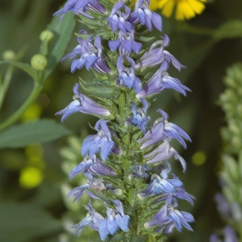 Lobelia syphilitica '' (033320)