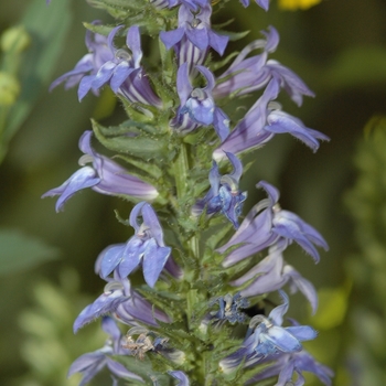 Lobelia syphilitica '' (033321)