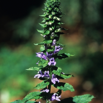 Lobelia syphilitica '' (033322)