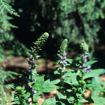 Lobelia syphilitica '' (033323)