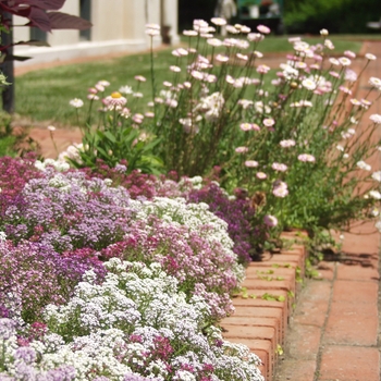 Lobularia maritima 'Easter Basket Mix' (033324)