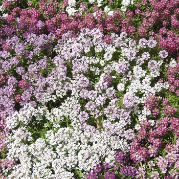 Lobularia maritima 'Easter Basket Mix' (033325)