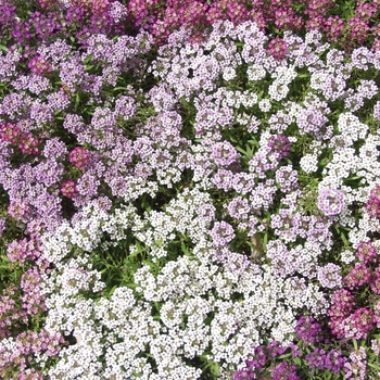 Lobularia maritima 'Easter Basket Mix' (033326)