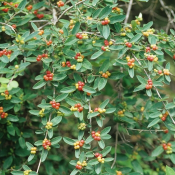 Lonicera morrowii '' (033330)