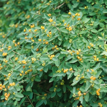 Lonicera morrowii 'Xanthocarpa' (033332)