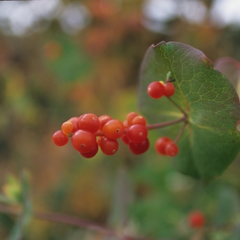 Lonicera prolifera '' (033334)