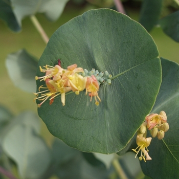 Lonicera prolifera '' (033335)