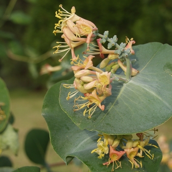 Lonicera prolifera '' (033336)