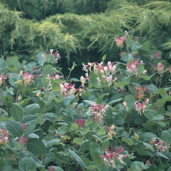 Lonicera x heckrottii 'Goldflame (American Beauty)' (033339)