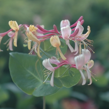 Lonicera x heckrottii 'Goldflame (American Beauty)' (033340)