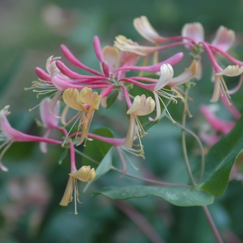 Lonicera x heckrottii 'Goldflame (American Beauty)' (033341)