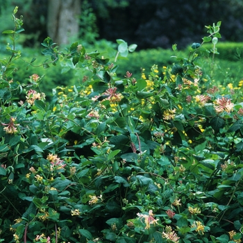 Lonicera x heckrottii 'Goldflame (American Beauty)' (033342)