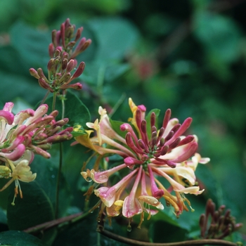 Lonicera x heckrottii 'Goldflame (American Beauty)' (033343)