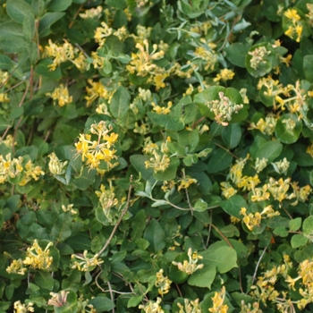 Lonicera x tellmanniana '' (033344)