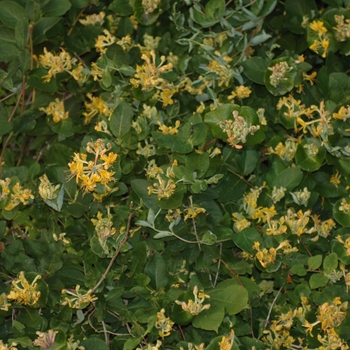 Lonicera x tellmanniana '' (033345)