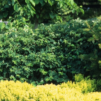 Lonicera xylosteum 'Emerald Mound ('Nana')' (033351)