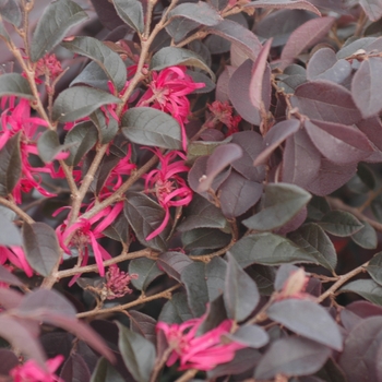 Loropetalum chinense var. rubrum 'Burgundy' (033360)