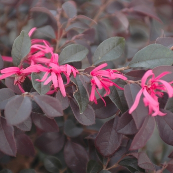 Loropetalum chinense var. rubrum 'Burgundy' (033362)