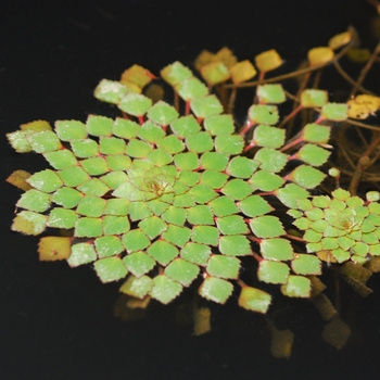 Ludwigia sediodes '' (033363)