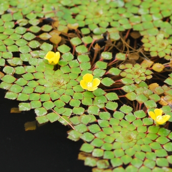 Ludwigia sediodes '' (033364)