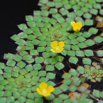 Ludwigia sediodes '' (033366)