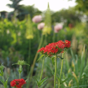 Lychnis chalcedonica '' (033367)