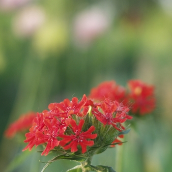 Lychnis chalcedonica '' (033368)