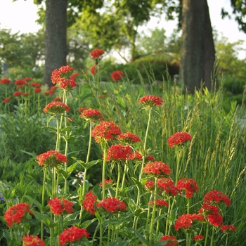 Lychnis chalcedonica '' (033370)