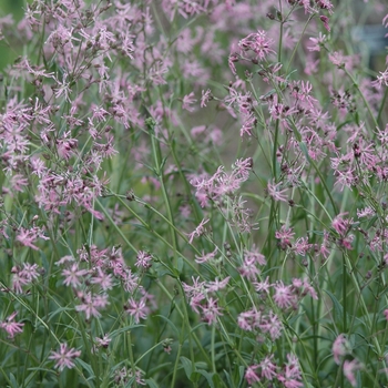 Lychnis flos-cuculi '' (033371)