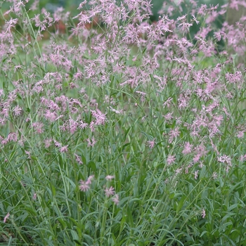 Lychnis flos-cuculi '' (033372)