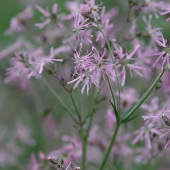 Lychnis flos-cuculi '' (033373)