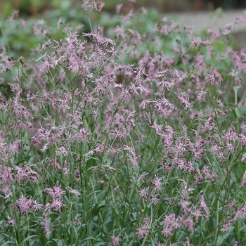 Lychnis flos-cuculi '' (033374)