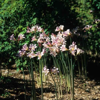 Lycoris squamigera '' (033375)