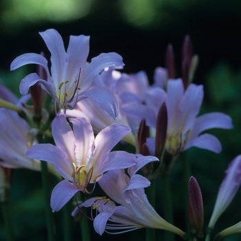 Lycoris squamigera '' (033376)