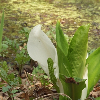 Lysichiton camtschatcensis '' (033378)