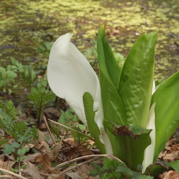 Lysichiton camtschatcensis '' (033379)