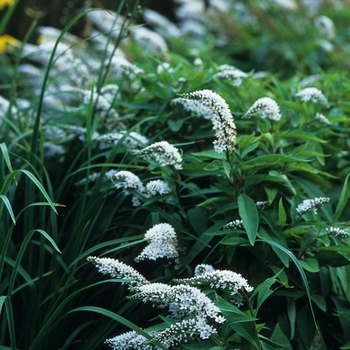 Lysimachia clethroides '' (033380)