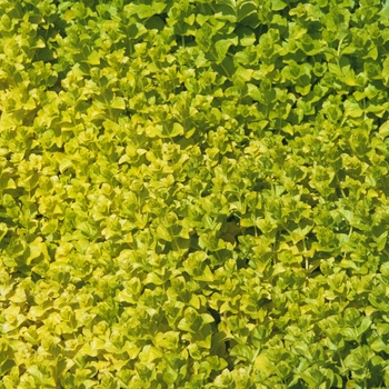 Lysimachia nummularia 'Aurea' (033382)