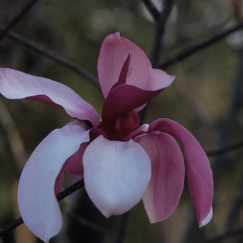 Magnolia 'Royal Crown' (033398)