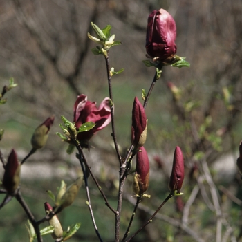 Magnolia liliiflora 'O'Neill' (033433)